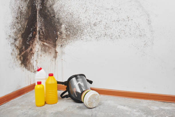 Best Attic Mold Removal  in Jemison, AL