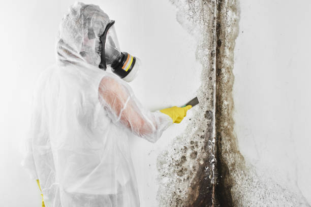 Best Fast Mold Removal  in Jemison, AL