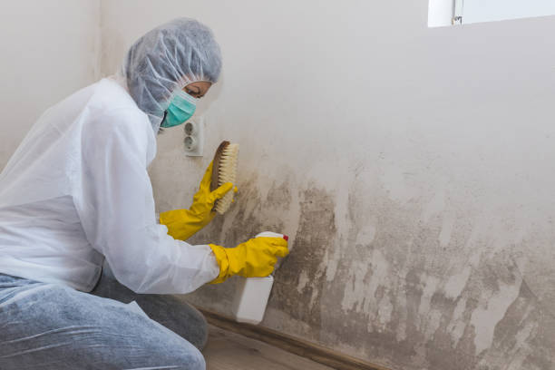 Best Office Mold Removal Services  in Jemison, AL