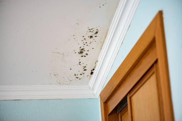 Best Professional Mold Removal  in Jemison, AL