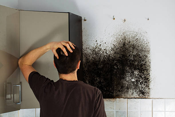 Best Local Mold Removal Service  in Jemison, AL