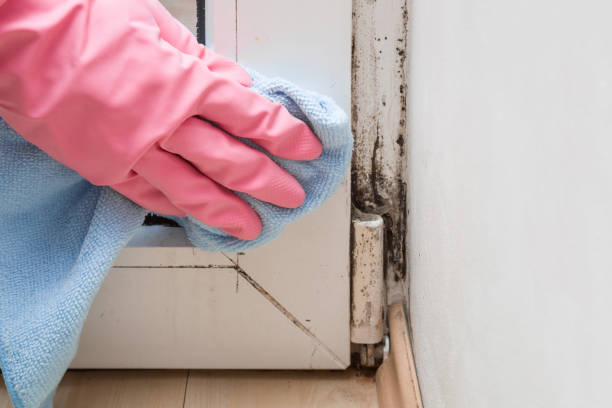 Best Professional Mold Removal  in Jemison, AL