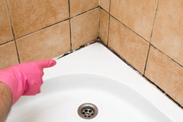 Best Black Mold Removal  in Jemison, AL