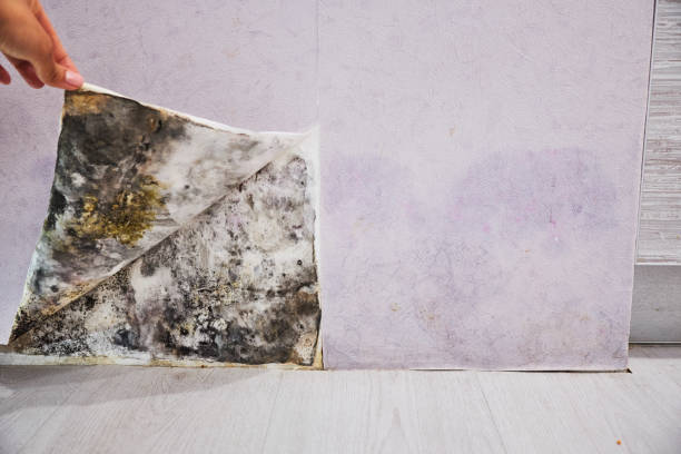 Best Office Mold Removal Services  in Jemison, AL